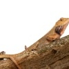 Lepojester pestry - Calotes versicolor - Oriental Garden Lizard o1539